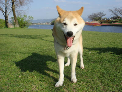 こうたろうワニです？