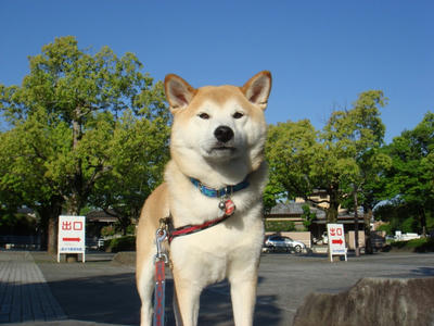 連日の晴天！