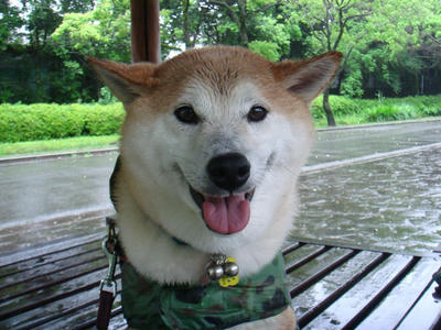 昨夜半から雨！