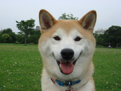一日中くもり！