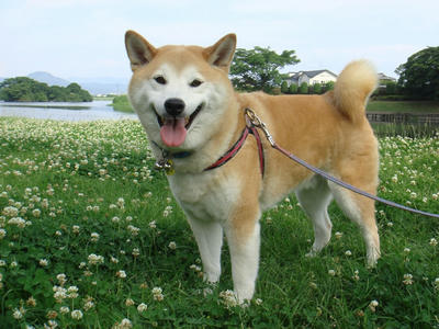 今日もアチィー！