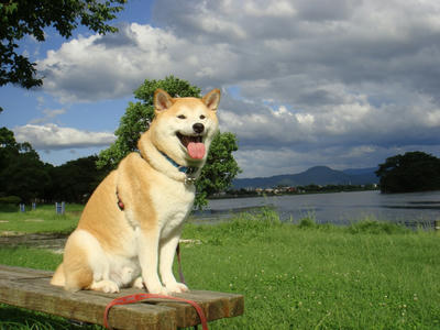 散歩の後、夕立ち！