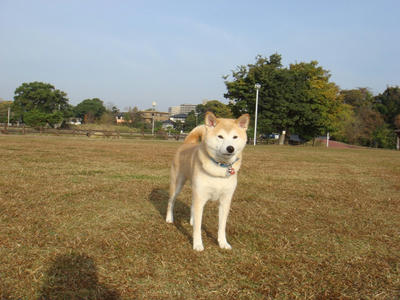 放し飼い？脱走？