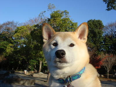 連日の秋晴れ！