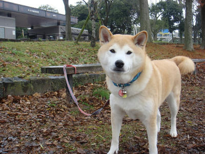 門松！