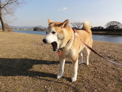 思わず？大あくび？