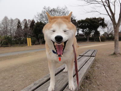 こうたろうワニです！