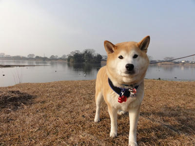 新燃岳の火山灰？