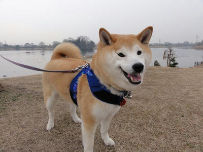 今日も煙霧！