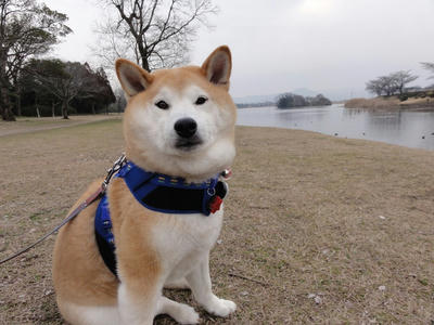 曇りベースのお天気！