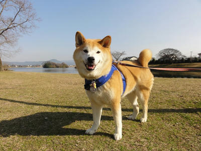 今日も半袖！