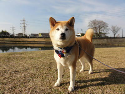 ノンビリ日曜日。
