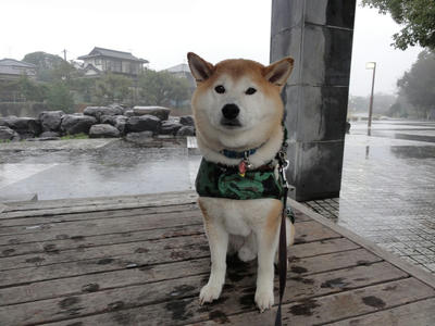 まとまった？雨！
