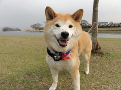 頑張れ！ニッポン！