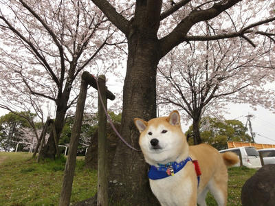 花曇り！