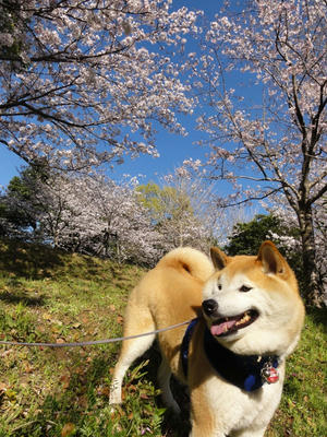 満開！