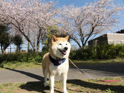 連日の好天気！