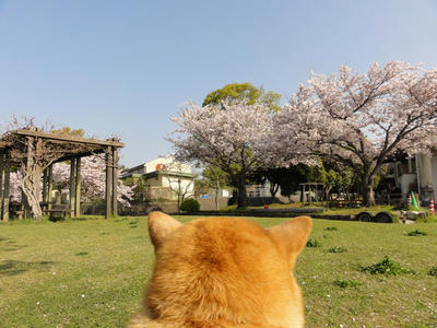 こうたろうの花見！
