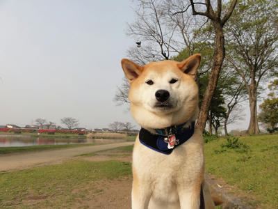 連日の黄砂？