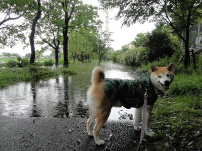 オトーサン！行けないよ！