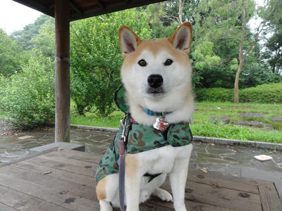 今日は雨！