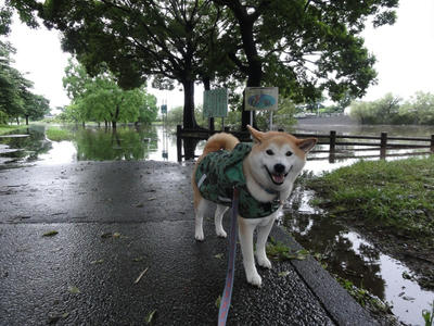 散歩の時は止んでいました！