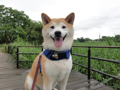 今日も雨！