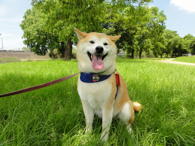 真夏日！連続８日！