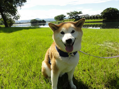セミが合唱しました！