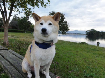 今日も曇りです。