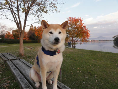 夕陽＆紅葉のコラボ？