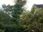 snapshot-1289135441.603352.jpg