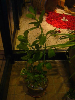 2f70044b.JPG
