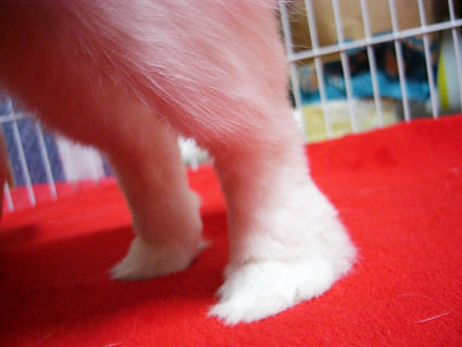 うさぎのあんよ