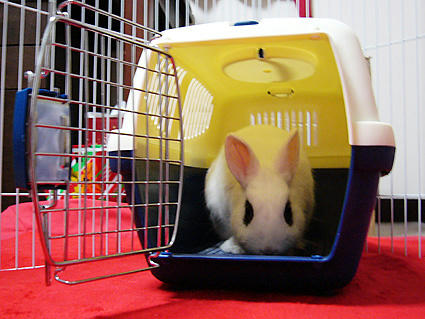 キャリーの中は安心