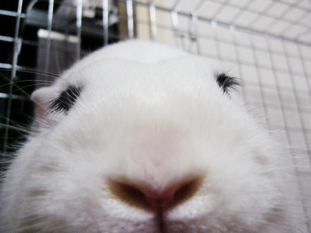ぶっさー