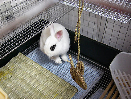 木のおうちどこ？