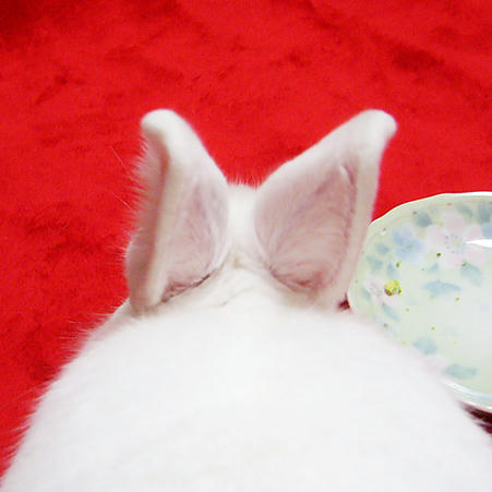 リボンに見えません？