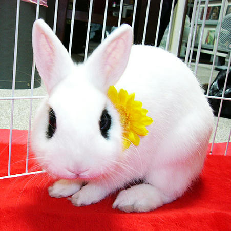 花しょってます