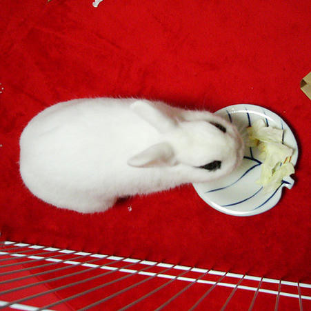 キャベツよけちゃえ