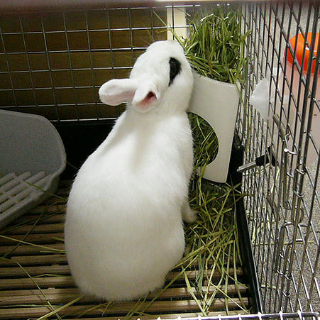 プレチモ。