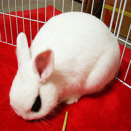解析できるもんならやってみな