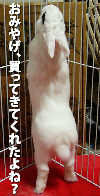 おみやげー!