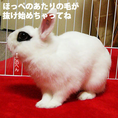 ほっぺ抜け毛