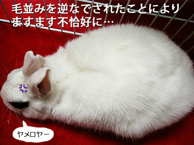 毛を逆なで