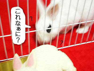 謎の物体