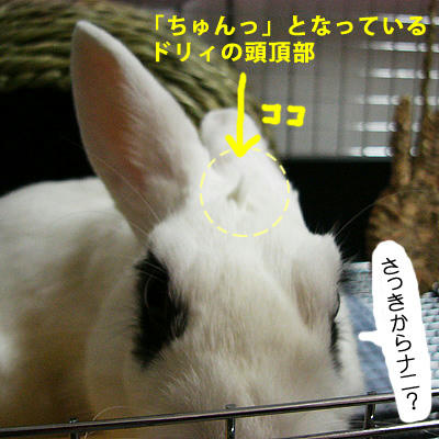 ドリィの「ちゅんっ」