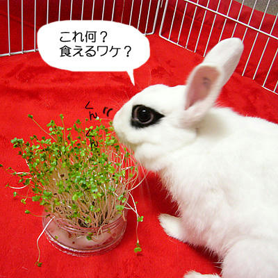 食えるワケ？