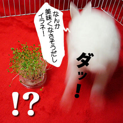 イラネ！