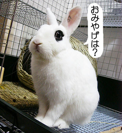 おみやげは？